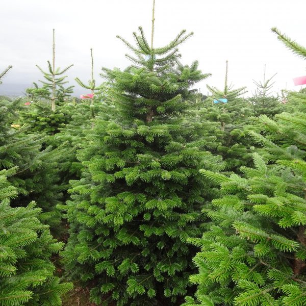 Christmas Trees